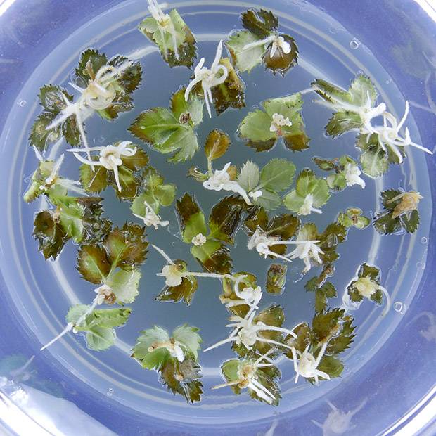 Pflanzengewebe, hier Blätter, in In-vitro-Kultu