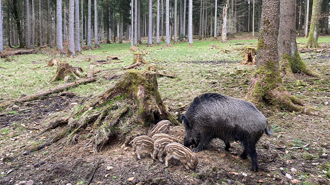 Ein Wildschwein mit 5 Frischlingen im Wald