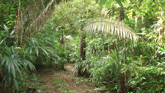 Dschungel in Guatemala