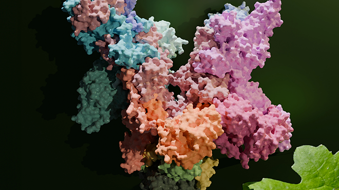 Hochaufgelöstes 3D-Modell der pflanzlichen RNA-Polymerase PEP