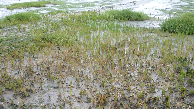 Salztolrate Pflanzen am Wasser