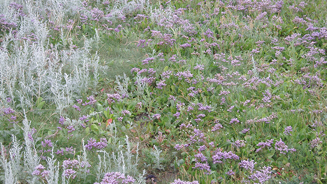 Salzwiese mit lila Blumen