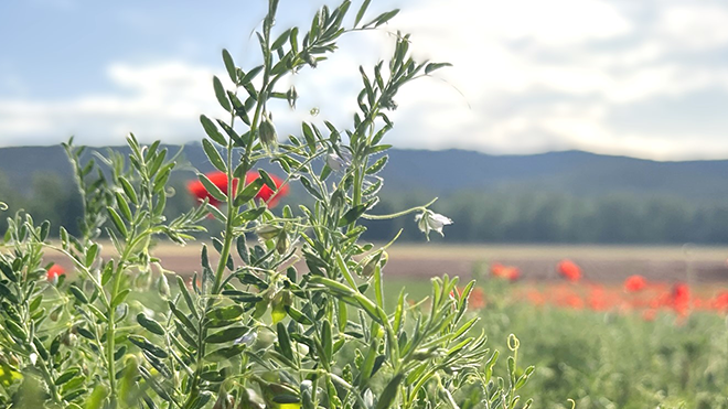 Kichererbsen, Bohnen & Co für nachhaltige Landwirtschaft und Ernährung