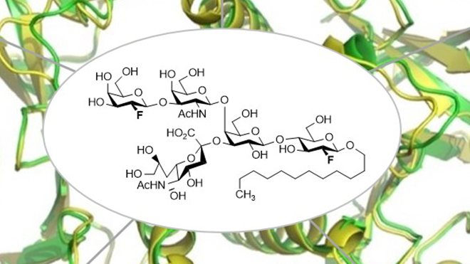 Molekulare Mechanismen bei Cholera-Infektion