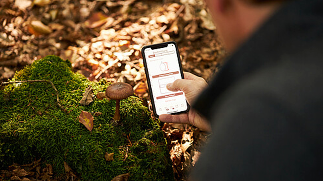 Jemand nutzt die App im Wald um einen Pilz zu bestimmen